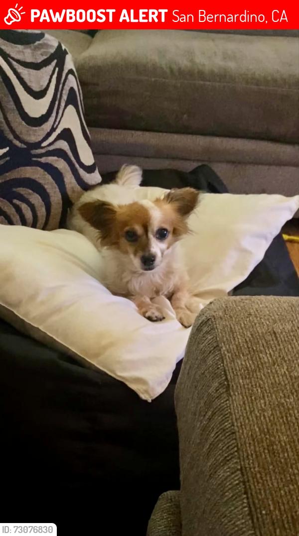Lost Female Dog last seen Mill & Macy RIALTO CA, San Bernardino, CA 92324
