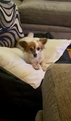 Lost Female Dog last seen Mill & Macy RIALTO CA, San Bernardino, CA 92324