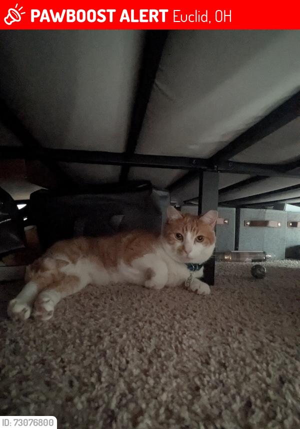 Lost Male Cat last seen E 200th and S. Lake Shore, Euclid, OH 44119