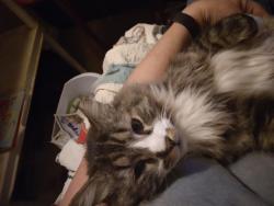 Lost Male Cat last seen 88th and Huron by the Huron vet center, Westminster, CO 80234