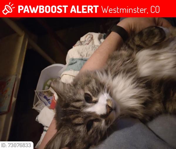 Lost Male Cat last seen 88th and Huron by the Huron vet center, Westminster, CO 80234