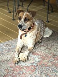 Reunited Female Dog last seen Ridgemont subdivision , Fayette County, GA 30215