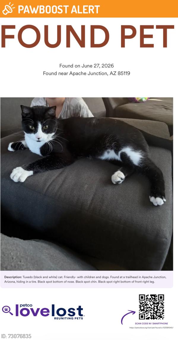 Found/Stray Unknown Cat last seen Past Goldfield Ghost Town at Trailhead, Apache Junction, AZ 85220