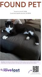 Found/Stray Unknown Cat last seen Past Goldfield Ghost Town at Trailhead, Apache Junction, AZ 85220