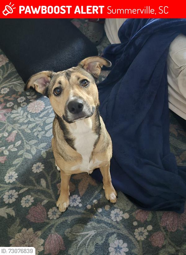 Lost Female Dog last seen Near macgregor drive summerville south carolina, Summerville, SC 29486