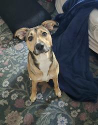 Lost Female Dog last seen Near macgregor drive summerville south carolina, Summerville, SC 29486
