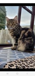 Lost Female Cat last seen Borrowdale Drive, Hillary Avenue, Norfolk, England NR1