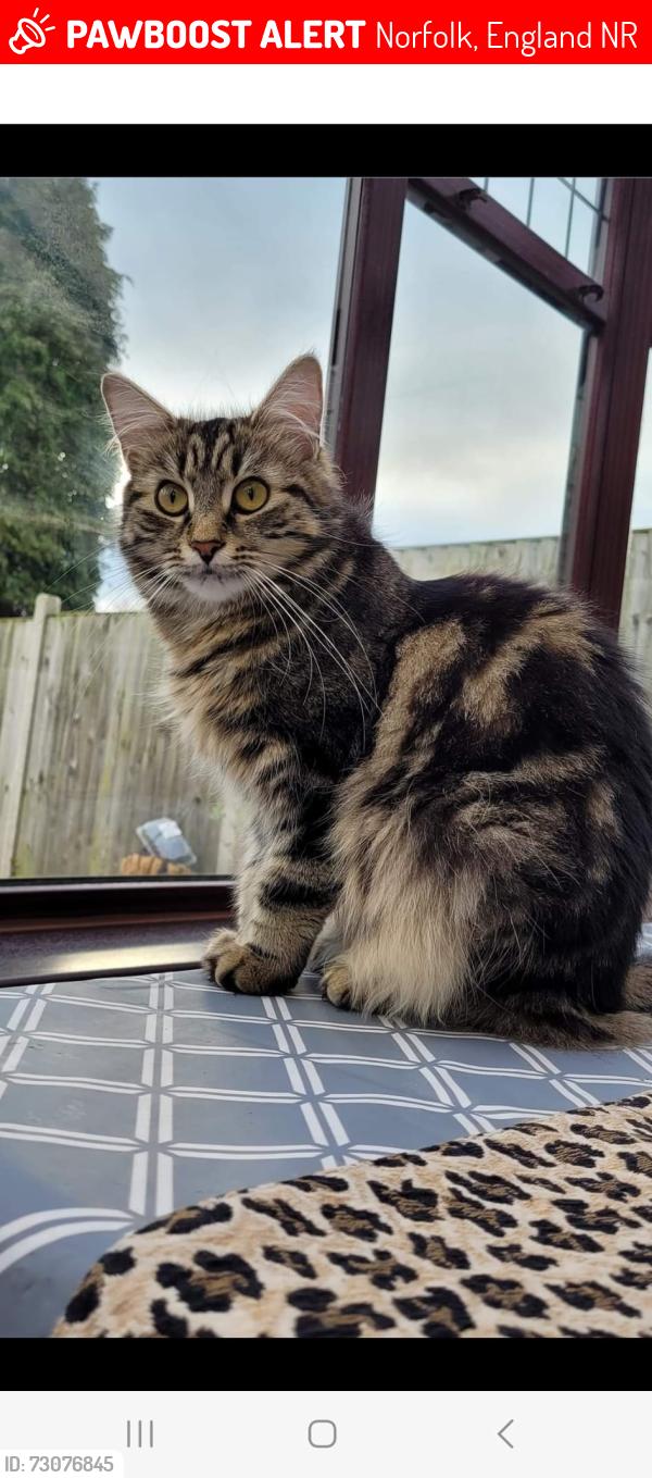 Lost Female Cat last seen Borrowdale Drive, Hillary Avenue, Norfolk, England NR1
