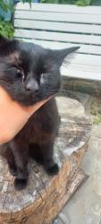 Reunited Female Cat last seen Connaught Allotments, Stansfeld Road, Beckton, London, E6 4LT, Greater London, England 