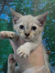 Shelter Stray Male Cat last seen Bexar County, 3353 Morningside Dr, New Braunfels, TX 78132, USA