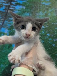 Shelter Stray Male Cat last seen Bexar County, 3353 Morningside Dr, New Braunfels, TX 78132, USA