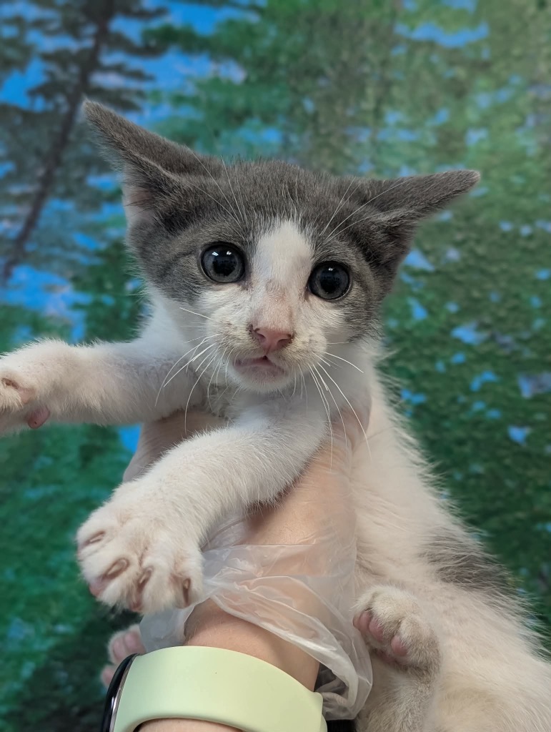 Shelter Stray Male Cat last seen Bexar County, 3353 Morningside Dr, New Braunfels, TX 78132, USA