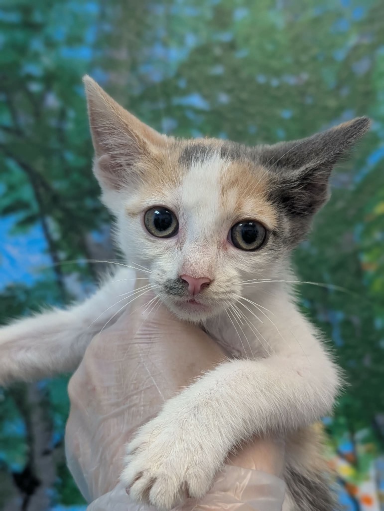 Shelter Stray Female Cat last seen Bexar County, 3353 Morningside Dr, New Braunfels, TX 78132, USA