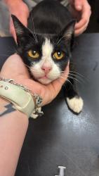 Shelter Stray Female Cat last seen Bexar County, 3353 Morningside Dr, New Braunfels, TX 78132, USA