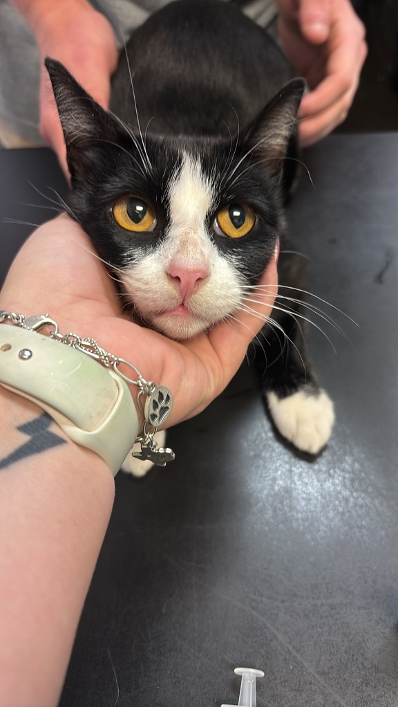 Shelter Stray Female Cat last seen Bexar County, 3353 Morningside Dr, New Braunfels, TX 78132, USA