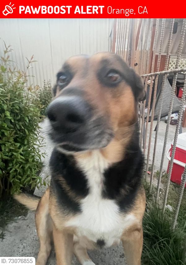 Lost Male Dog last seen Near n donneybrooke st, Orange, CA 92868
