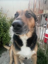Lost Male Dog last seen Near n donneybrooke st, Orange, CA 92868