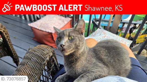 Lost Male Cat last seen 51st and Knox, Shawnee, KS 66203
