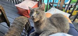 Lost Male Cat last seen 51st and Knox, Shawnee, KS 66203