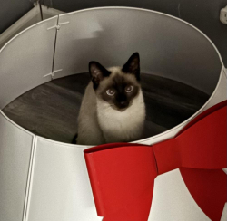 Lost Male Cat last seen Near Miller Dr Gainesville, GA 30507, Gainesville, GA 30507