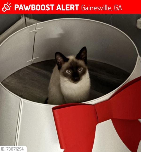 Lost Male Cat last seen Near Miller Dr Gainesville, GA 30507, Gainesville, GA 30507