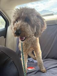 Found/Stray Male Dog last seen Near E. Galena Drive, Sandy, UT 84094