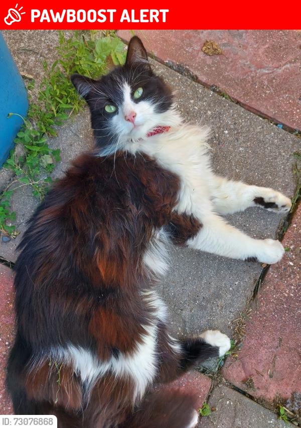 Lost Male Cat last seen Nornabell Street, opposite Mcdonalds, Kingston upon Hull, England HU8