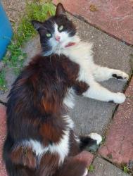 Lost Male Cat last seen Nornabell Street, opposite Mcdonalds, Kingston upon Hull, England HU8