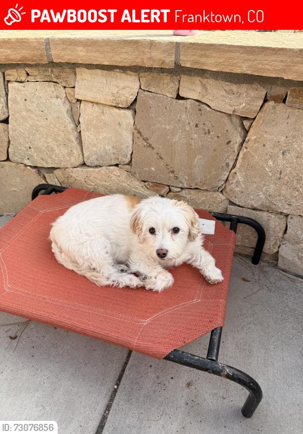 Lost Female Dog last seen 2.5 miles south of Franktown red light on west side of the highway, Franktown, CO 80116