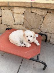Lost Female Dog last seen 2.5 miles south of Franktown red light on west side of the highway, Franktown, CO 80116
