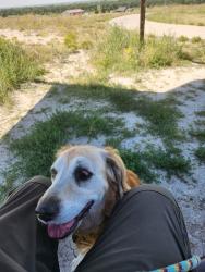 Lost Female Dog last seen 53rd Ave & 51st Drive Montbello Park, Denver, CO 80239