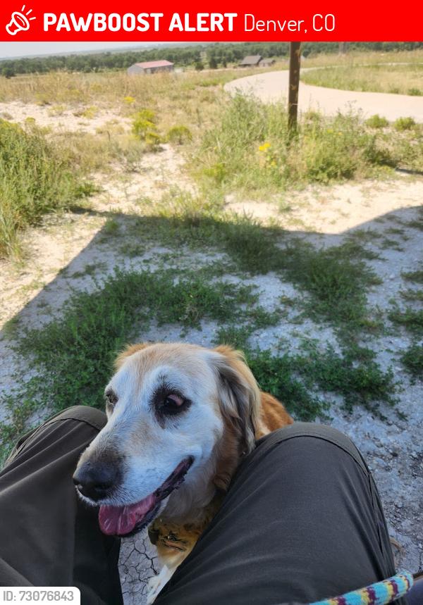 Lost Female Dog last seen 53rd Ave & 51st Drive Montbello Park, Denver, CO 80239