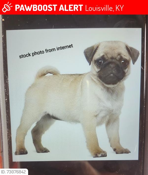 Lost Male Dog last seen South park rd and walter ave 40229, Louisville, KY 40229