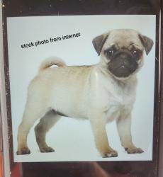 Lost Male Dog last seen South park rd and walter ave 40229, Louisville, KY 40229