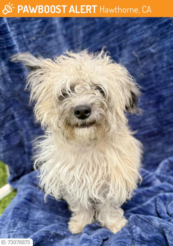Found/Stray Female Dog last seen Imperial Hwy and Doty Ave, Hawthorne, CA 90250