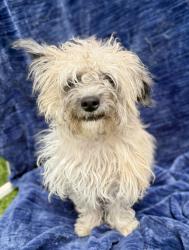 Found/Stray Female Dog last seen Imperial Hwy and Doty Ave, Hawthorne, CA 90250