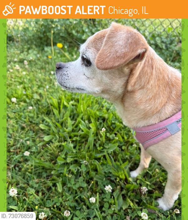 Found/Stray Female Dog last seen 49th & King Dr., Chicago, IL 60615