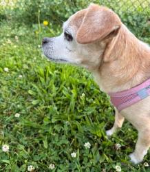 Found/Stray Female Dog last seen 49th & King Dr., Chicago, IL 60615