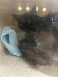 Shelter Stray Male Cat last seen CLEAR SKY CIR & AUTUMN SKY DR, 2127 Front St, Sacramento, CA 95818, USA