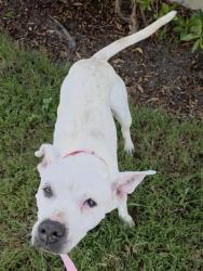 Shelter Stray Female Dog last seen Near BLOCK NW 46 AV, PLANTATION FL 33317, 2400 SW 42nd St, Fort Lauderdale, FL 33312, USA