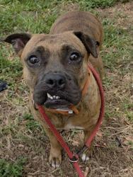 Shelter Stray Female Dog last seen Near BLOCK W ATLANTIC BLVD, POMPANO BEACH, FL 33069, 2400 SW 42nd St, Fort Lauderdale, FL 33312, USA