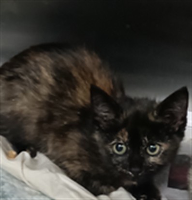 Shelter Stray Female Cat last seen , 1850 W 60th St, Los Angeles, CA 90047, USA
