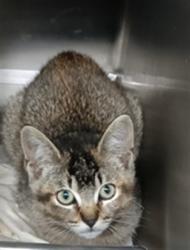Shelter Stray Female Cat last seen , 1850 W 60th St, Los Angeles, CA 90047, USA