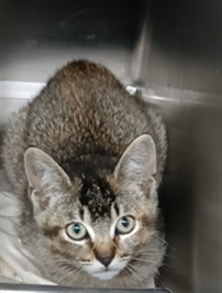Shelter Stray Female Cat last seen , 1850 W 60th St, Los Angeles, CA 90047, USA