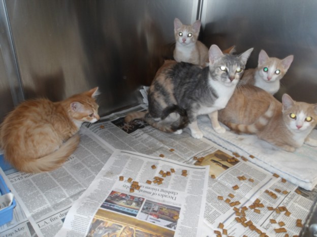 Shelter Stray Female Cat last seen , 11361 W Pico Blvd, Los Angeles, CA 90064, USA