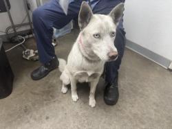 Shelter Stray Female Dog last seen , 1850 W 60th St, Los Angeles, CA 90047, USA
