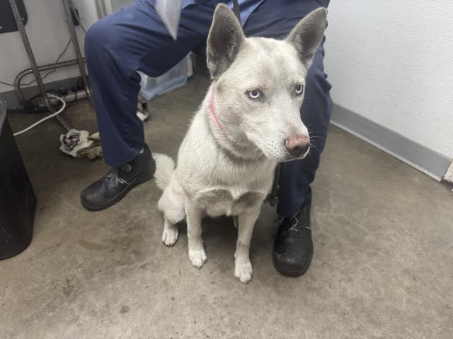 Shelter Stray Female Dog last seen , 1850 W 60th St, Los Angeles, CA 90047, USA