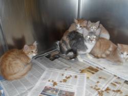 Shelter Stray Female Cat last seen , 11361 W Pico Blvd, Los Angeles, CA 90064, USA