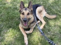 Shelter Stray Male Dog last seen , 11361 W Pico Blvd, Los Angeles, CA 90064, USA