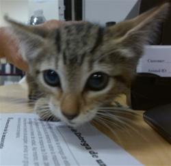 Shelter Stray Female Cat last seen Near BLOCK SW 1 ST, 3599 NW 79th Ave, Doral, FL 33122, USA